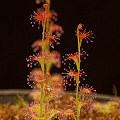 Drosera platypoda