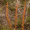Reddish colored spires, Western Australia.