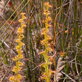 Tall planta, with red D. purpurascens visible, Western Australia.