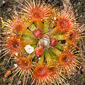 Mature and immature rosettes, Western Australia.
