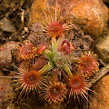 Preparing to flower on laterite, Western Australia.