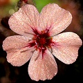 Drosera pulchella is noteworthy for having many variations in flower color.