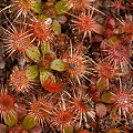 Plants on the seaside, Western Australia.