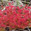 Formerly a subspecies of D. stolonifera, Western Australia.