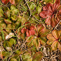 Very colorful rosettes, Western Australia.