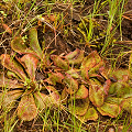 Rather tattered plants after a storm, Western Australia.