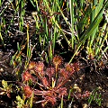 Drosera rotundifolia