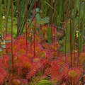 Lots of Sphagnum.