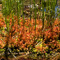 Growing on a log.