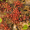 A closer view of the pond plants.