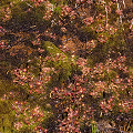 Growing on colorful ground.