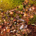 You can see the feasting and sex these dormant plants have engaged in.