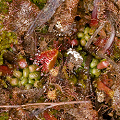 You can see the feasting and sex these dormant plants have engaged in.