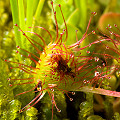 Plants in a mountain fen.