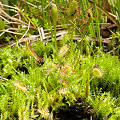 With Drosera anglica.