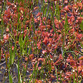 Plants in a mountain fen.