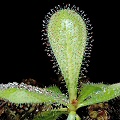 Drosera schizandra