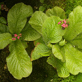 Rarely do you see specimens with split-tipped leaves, source of the plant's name.