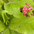 Leaves contrast nicely with flowers.