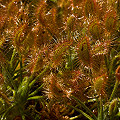 Plants in cultivation.