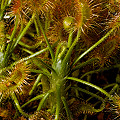 Plants in cultivation.