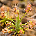 A plant with long curling tentacles, Western Australia.