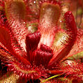 A few plants in cultivation.