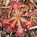 A plant growing on a rock face in New South Wales.