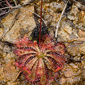 A plant growing on a rock face in New South Wales.