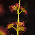 A stem of a plant in cultivation.