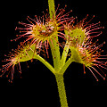 Leaves are often produced in small whorls.