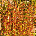 Another plant in bright sun, Western Australia.