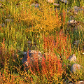 More plants with Drosera gigantea, Western Australia.