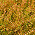 Sprawling plants, Western Australia.