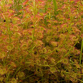 Medium view of plants, Western Australia.