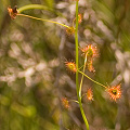 Waving in the air, Western Australia.