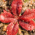 Not clonal, similar to D. rosulata, Western Australia.