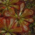 Drosera venusta