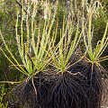 Drosophyllum in the wild.