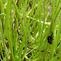 Drosophyllum in the wild.