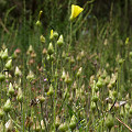 Drosophyllum in the wild.