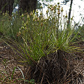 Drosophyllum in the wild.