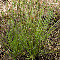 Drosophyllum in the wild.