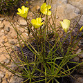 Drosophyllum in the wild.