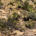 Drosophyllum in the wild.