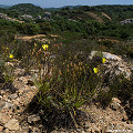 Drosophyllum in the wild.