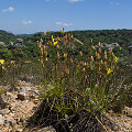 Drosophyllum in the wild.