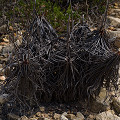 Drosophyllum in the wild.
