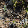 Drosophyllum in the wild.