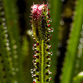 Drosophyllum in the wild.